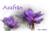 Con Audio El azafrán (Crocus sativus) Es una planta con una varita tallosa, muy corta, rematada por una flor, la rosa del azafrán, abierta en forma.