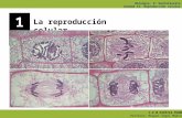Biología. 2º bachillerato Unidad 12. Reproducción celular C.E.M HIPATIA-FUHEM Profesor: Miguel Ángel Madrid 12 La reproducción celular.