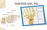 Huesos Del Pie 2