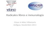 Radicales libres e inmunología César A Vélez Villamarín Antigua, Noviembre 2011.