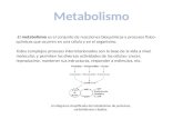 -El metabolismo es el conjunto de reacciones bioquímicas y procesos físico- químicos que ocurren en una célula y en el organismo. - Estos complejos procesos.