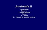 Anatomía II Tema I Tórax Subtema 1 región pectoral Ítems: 1.Mama 2.Musculo de la región pectoral.