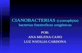 Cianobacterias Cardona y Cano
