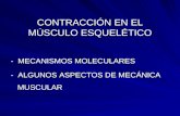 CONTRACCIÓN EN EL MÚSCULO ESQUELÉTICO - MECANISMOS MOLECULARES - ALGUNOS ASPECTOS DE MECÁNICA MUSCULAR.