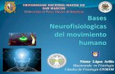 Bases Neurologicas Del Mov Humano Unmsm