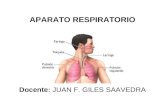 Aparato Respiratorio - Vias Aereas Inferiores