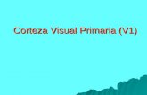 Corteza Visual Primaria (V1). Curva de afinación a la orientación Estímulos óptimos y no óptimos DA, Figs 1.5 & 2.11.