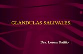 GLANDULAS SALIVALES. Dra. Lorena Patiño.. GENERALIDADES. Las glándulas salivales son exocrinas. Se clasifican en glándulas salivales mayores y menores.
