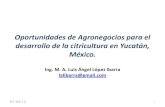 Oportunidades Agronegocios Citricos Yucatan