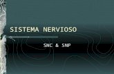 SISTEMA NERVIOSO SNC & SNP. SISTEMA NERVIOSO CENTRAL (SNC) Cerebro Espina dorsal.