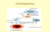CITOQUINAS. Regulan duración y amplitud de la respuesta inmune Sintetizada en respuesta a patógenos o sus productos Proteínas de bajo peso molecular Vida.