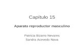 Capítulo 15 Aparato reproductor masculino Patricia Bizarro Nevares Sandra Acevedo Nava.