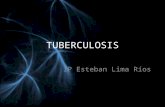 TUBERCULOSIS IP Esteban Lima Ríos. INTRODUCCION Infección bacteriana crónica causada por Mycobacterium Tuberculosis. Formación de granulomas en tejidos.