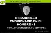 BACHILLERATO MARIANISTAS + COMPAÑÍA DE MARÍA Prof. VÍCTOR M. VITORIA Anatomía y Fisiología Humanas - HISTOLOGÍA DESARROLLO EMBRIONARIO EN EL HOMBRE - 2.