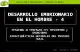 BACHILLERATO MARIANISTAS + COMPAÑÍA DE MARÍA Prof. VÍCTOR M. VITORIA Anatomía y Fisiología Humanas - HISTOLOGÍA DESARROLLO EMBRIONARIO EN EL HOMBRE - 4.