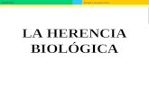 Biología y Geología 4º ESO GENÉTICA LA HERENCIA BIOLÓGICA.