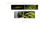 Formas vegetativas y morfología floral en Orquídeas como método de identificación