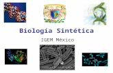 Biología Sintética IGEM México. DNA Como se organiza Código genético Dogma Central de la Biología Molecular.