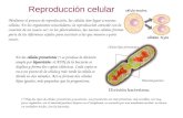 Reproducción celular En las células procariotas (*) se produce la división simple por bipartición: el ADN de la bacteria se duplica y forma dos copias.