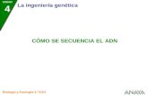 UNIDAD 4 La ingeniería genética Biología y Geología 4.º ESO CÓMO SE SECUENCIA EL ADN.