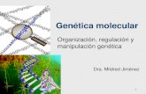 1 Genética molecular Organización, regulación y manipulación genética Dra. Mildred Jiménez.