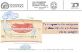 Transporte de oxígeno y dióxido de carbono en la sangre Dra. Adriana Suárez MSc. Profesora Asociada.