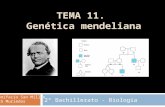 TEMA 11. Genética mendeliana 2º Bachillerato - Biología Bonifacio San Millán IES Muriedas.