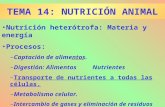 TEMA 14: NUTRICIÓN ANIMAL Nutrición heterótrofa: Materia y energía Procesos: –Captación de alimentos. –Digestión: AlimentosNutrientes –Transporte de nutrientes.
