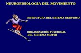 NEUROFISIOLOGÍA DEL MOVIMIENTO ESTRUCTURA DEL SISTEMA NERVIOSO ORGANIZACIÓN FUNCIONAL DEL SISTEMA MOTOR.