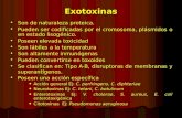 Exotoxinas Son de naturaleza proteica. Son de naturaleza proteica. Pueden ser codificadas por el cromosoma, plásmidos o en estado lisogénico. Pueden ser.