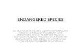 ENDANGERED SPECIES Los alumnos de 7mo junto a la profesora Paola Capresi realizaron un trabajo de investigación sobre determinadas especies en extinción.
