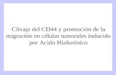 Clivaje del CD44 y promoción de la migración en células tumorales inducido por Acido Hialurónico.