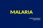 MALARIA CONSTANZA ALBARRACIN ANDRES FRANCO. 1. CARACTERISTICAS EPIDEMIOLOGICAS IMPORTANTES Mundo  afectan >100 países a lo largo del cinturón tropical.
