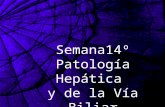 Semana14º Patología Hepática y de la Vía Biliar. Enfermedades no neoplásicas Malformaciones Malformaciones Inflamatorias: hepatitis Inflamatorias: hepatitis.