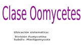 Ubicación sistemática: División Eumycotina Subdiv. Mastigomycota.