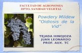 TEJADA HINOJOZA JUAN LEONARDO PROF. AUX. TC Powdery Mildew “Oidiosis de la Vid” FACULTAD DE AGRONOMIA DPTO. SANIDAD VEGETAL.