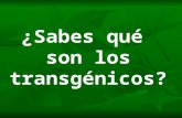 ¿Sabes qué son los transgénicos?. Los transgénicos son seres vivos (plantas, animales o microorganismos) que han sido modificados en laboratorio mediante.