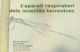 L’aparell respiratori dels insectes terrestres