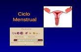 Ciclo Menstrual. CICLO MENSTRUAL Duración habitual : –26-28 días: 37% –22-32 días: 82% Normal: 28 + 7 Días ¿Cómo se calcula su duración? Desde 1°día de.
