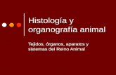 Histología y organografía animal Tejidos, órganos, aparatos y sistemas del Reino Animal.