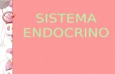 SISTEMA ENDOCRINO. Las piezas fundamentales de sistema endocrino son las hormonas y las glándulas. En calidad de mensajeros químicos del cuerpo, las hormonas.