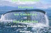 Luis María Betancor Mateos. Índice: Morfología, Anatomía y Biología de los Cetáceos La Caza de los Cetáceos. Canarias y los Cetáceos. La apuesta por la.