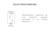 ELECTROFORESIS Electroforesis: migración de una partícula cargada sometida a un campo eléctrico - + Cátodo Ánodo +-