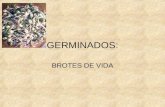 GERMINADOS: BROTES DE VIDA. AUSPICIA  V.M. KELIUM ZEUS INDUSEUS V.M. SAMAEL JOHAV BATHOR WEOR.