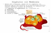 Orgánulos sin Membrana Dentro del citoplasma, además de los orgánulos con membrana que se describieron en la presentación anterior, existen también una.
