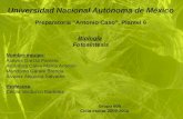 Universidad Nacional Autónoma de México Preparatoria "Antonio Caso", Plantel 6 Biología Fotosíntesis Nombre equipo: Aceves García Pamela Alcántara Calva.