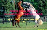 FISIOLOGIA DE LAS GLANDULAS ENDOCRINAS M.V.Z JUAN CARLOS TREJOS TORO.