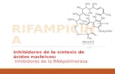 Inhibidores de la síntesis de ácidos nucleicos: Inhibidores de la RNApolimerasa.