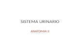 SISTEMA URINARIO ANATOMIA II. Vísceras 1.Riñones 2.Uréteres 3.Glándulas suprarrenales.