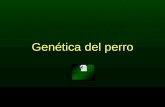 Genética del perro. Gregor Mendel “Padre de la genética”